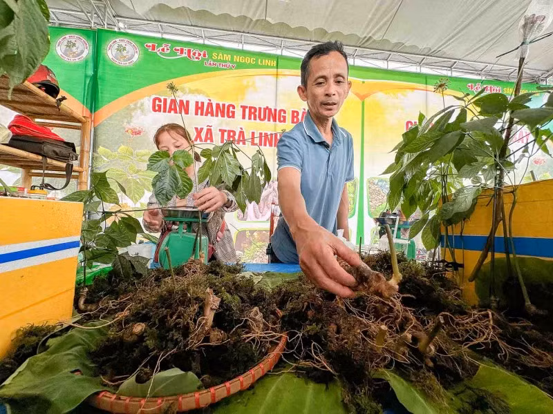 Ngoc Linh ginseng brings much profit to people in Quang Nam -0