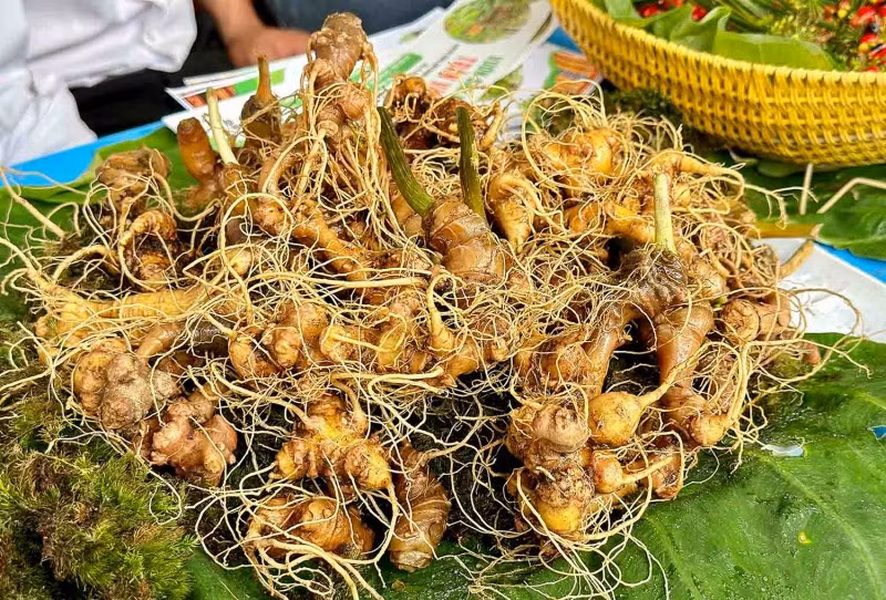 Ngoc Linh ginseng brings much profit to people in Quang Nam -0