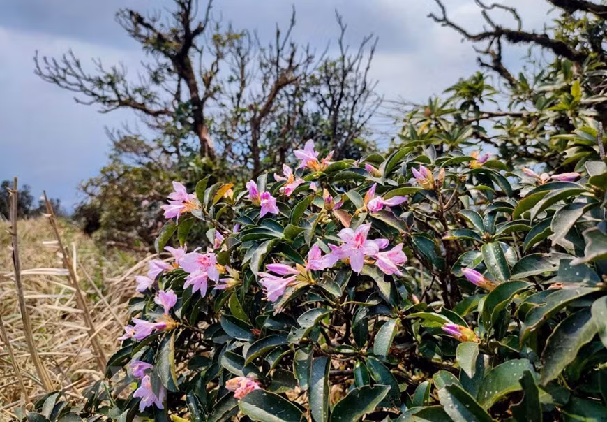 During this time, the weather is neither too cold nor too hot, with just a little rain which encourages a variety of flowers to bloom across the area.