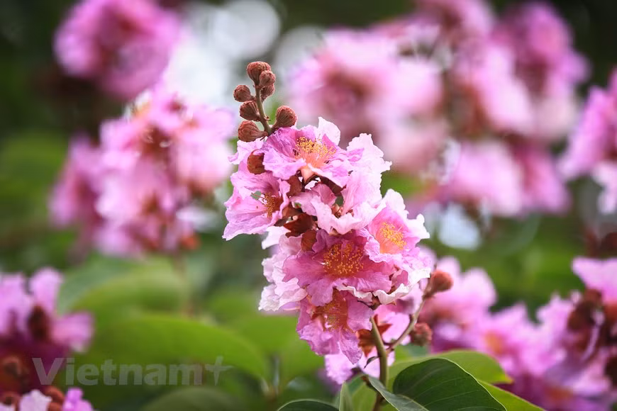 Giant crape-myrtle flowers marks summer arrival in Hanoi -6