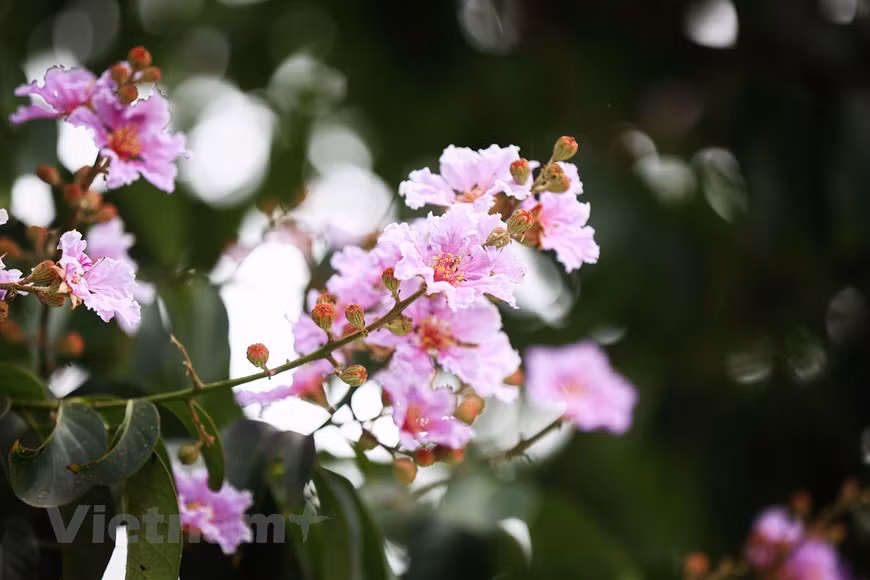 Giant crape-myrtle flowers marks summer arrival in Hanoi -0
