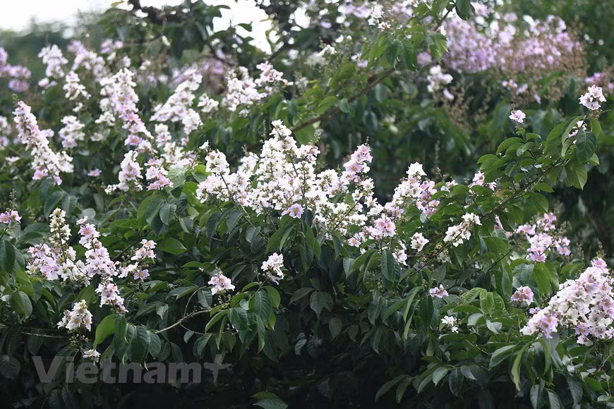 Giant crape-myrtle flowers marks summer arrival in Hanoi -2