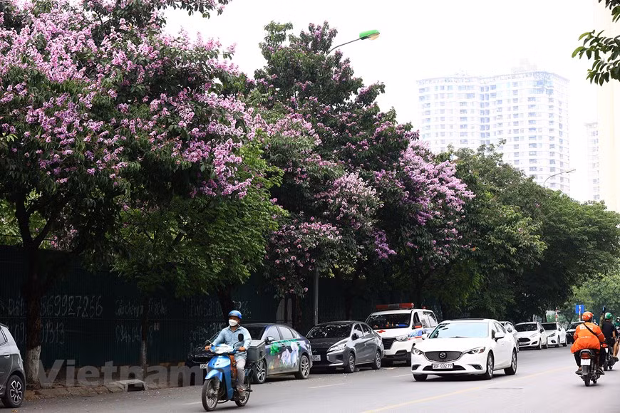 Giant crape-myrtle flowers marks summer arrival in Hanoi -9