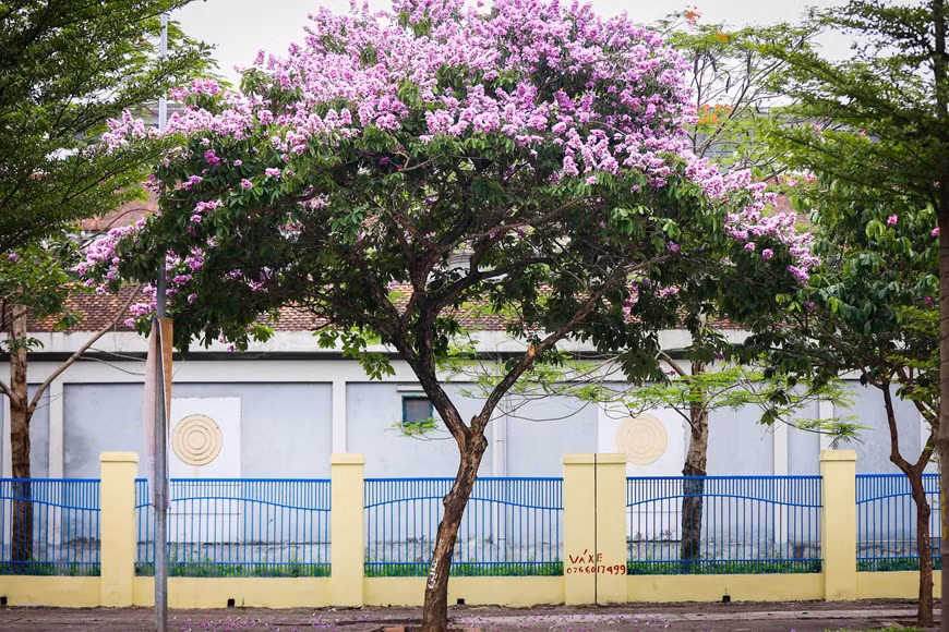 Giant crape-myrtle flowers marks summer arrival in Hanoi -5