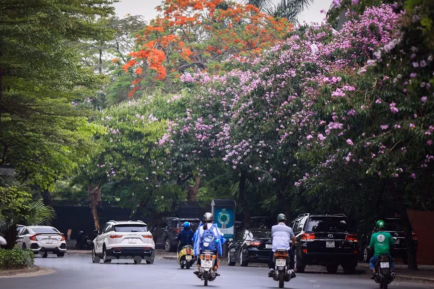 Giant crape-myrtle flowers marks summer arrival in Hanoi -3