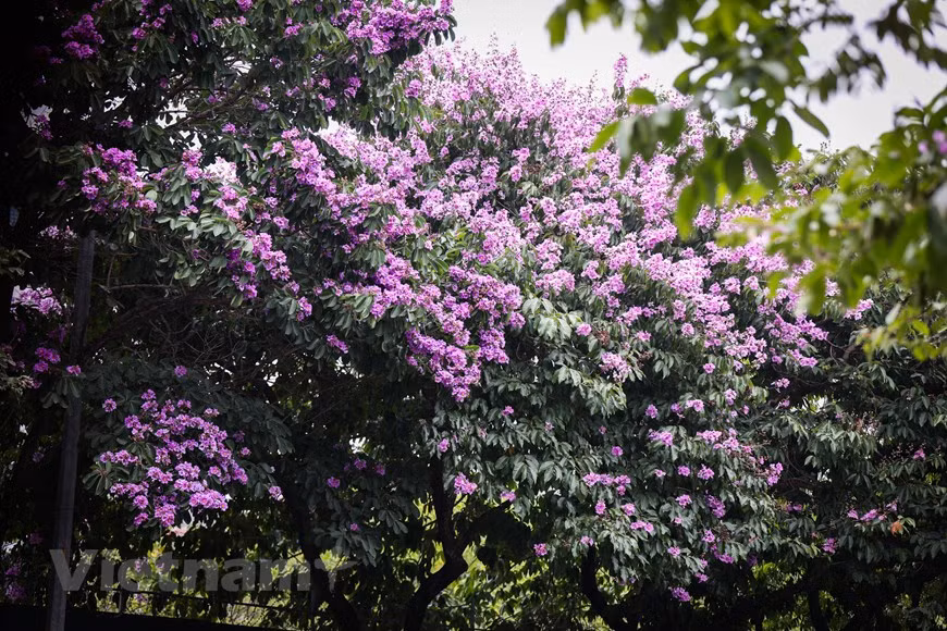 Giant crape-myrtle flowers marks summer arrival in Hanoi -4