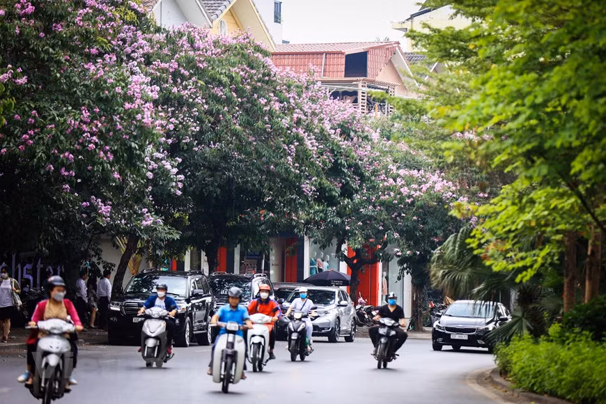 Giant crape-myrtle flowers marks summer arrival in Hanoi -7