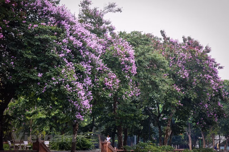 Giant crape-myrtle flowers marks summer arrival in Hanoi -1