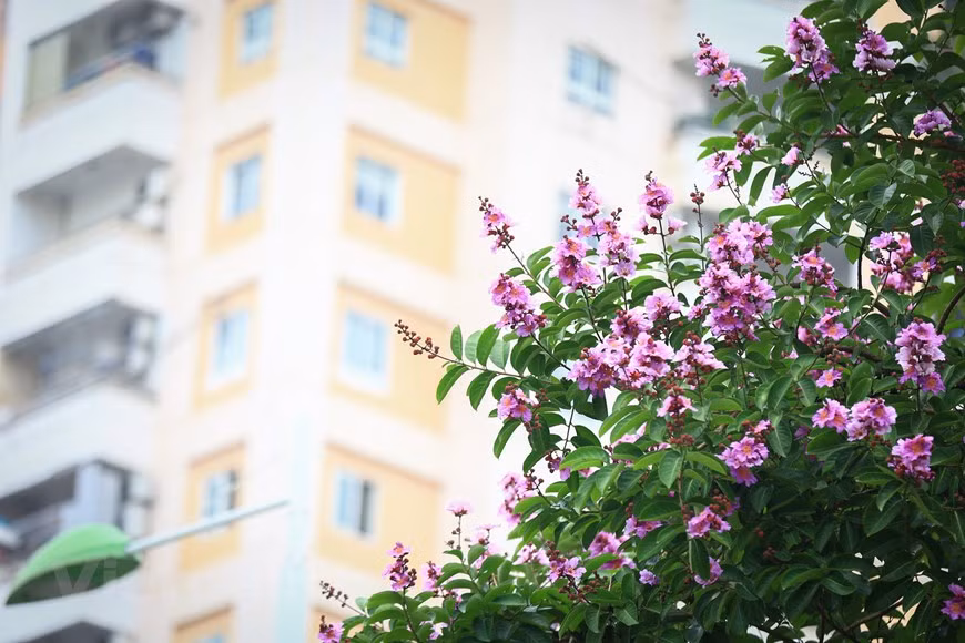 Giant crape-myrtle flowers marks summer arrival in Hanoi -8