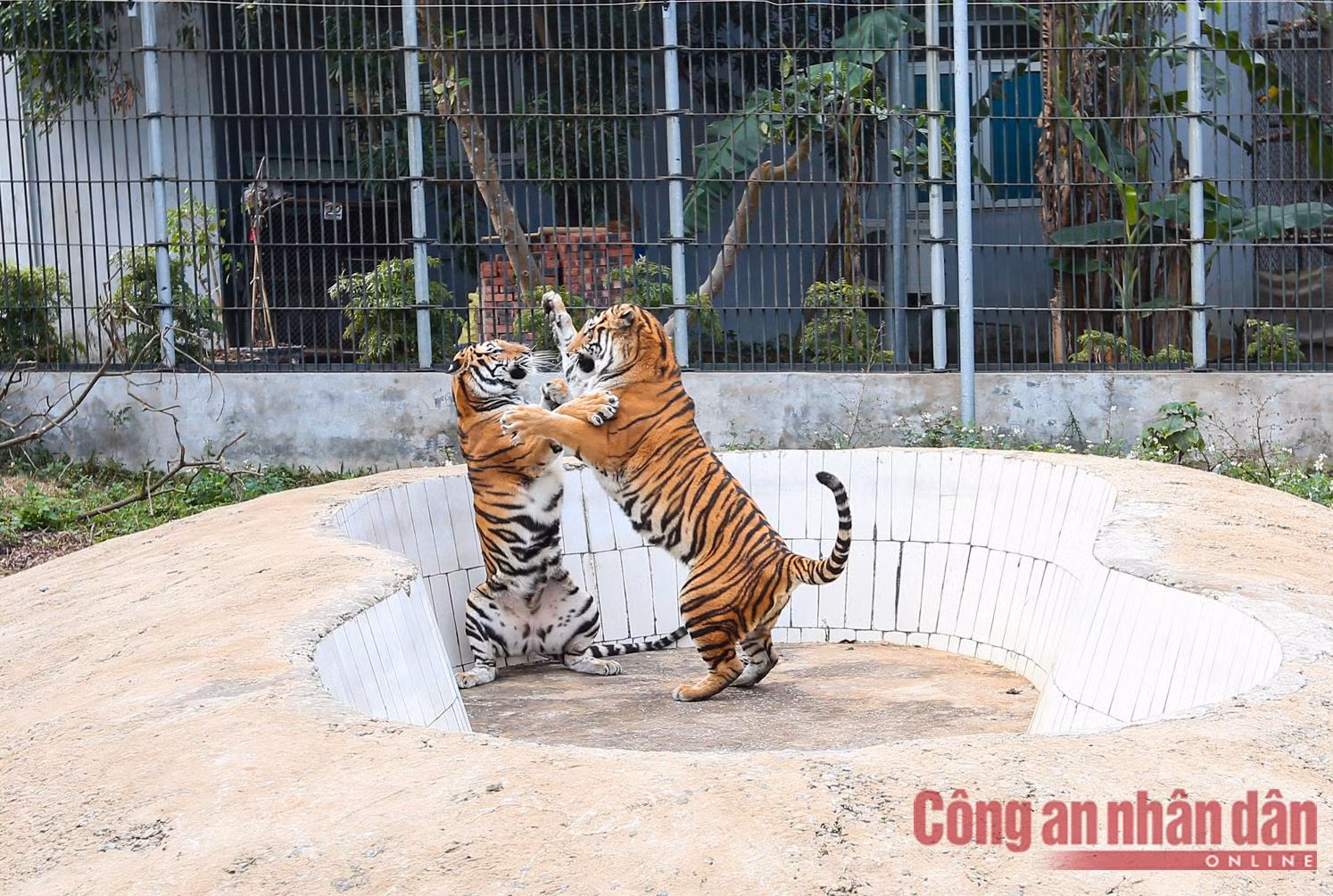 Meet the rescued tigers at Hanoi Animal Rescue Center -0