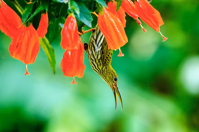 Exploring Central Highlands’ kingdom of birds -0