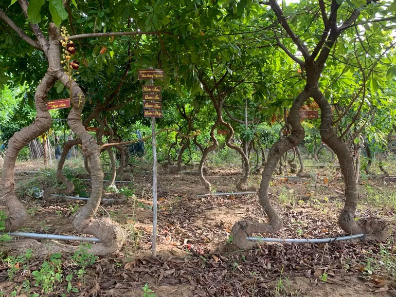 TET - Meaningful cannonball garden in Ninh Thuan -0