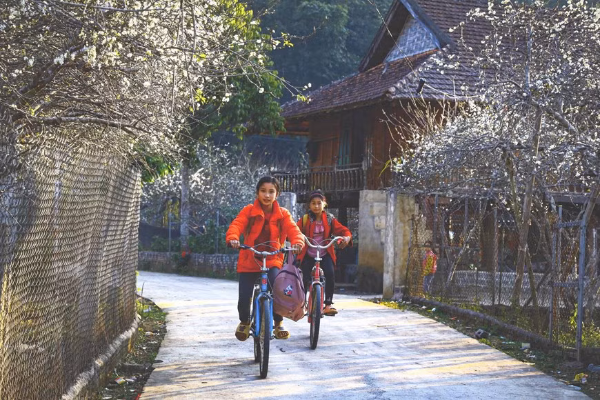 White plum blossoms bloom in Phieng Ban valley -1
