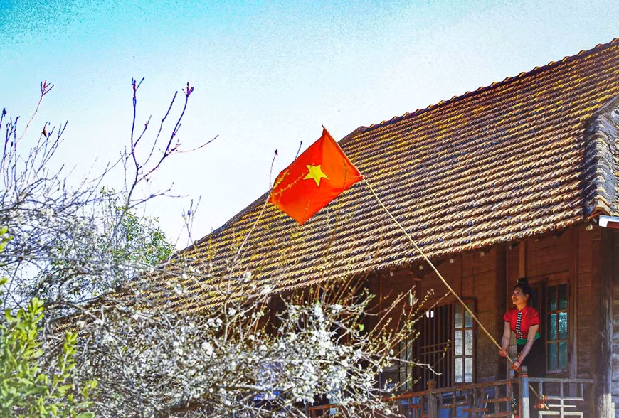 White plum blossoms bloom in Phieng Ban valley -0