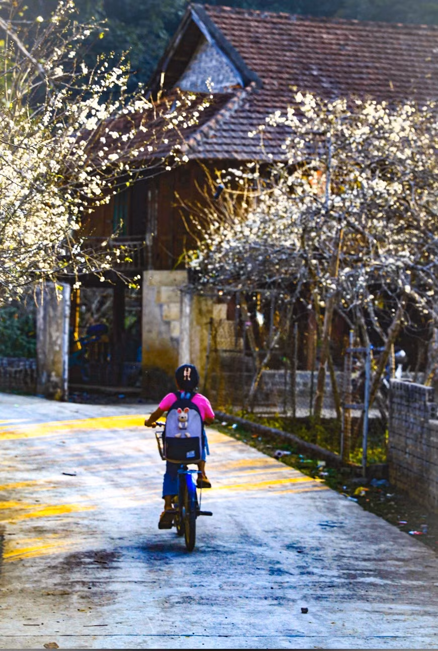 White plum blossoms bloom in Phieng Ban valley -6