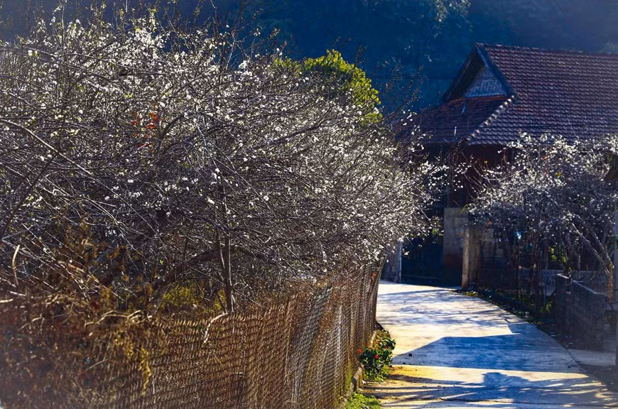 White plum blossoms bloom in Phieng Ban valley -2