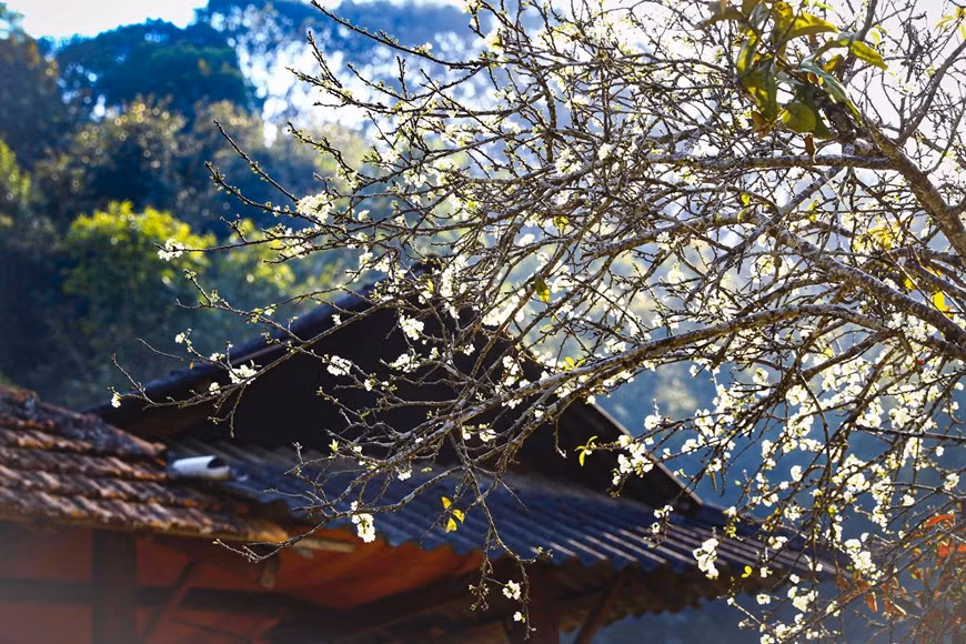 White plum blossoms bloom in Phieng Ban valley -9