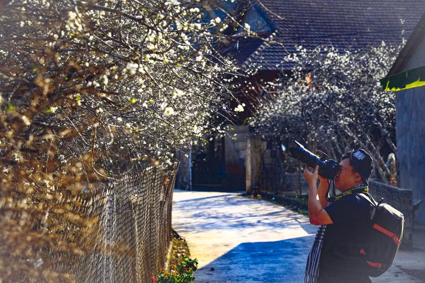 White plum blossoms bloom in Phieng Ban valley -7