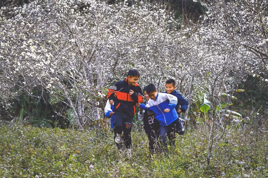 White plum blossoms bloom in Phieng Ban valley -4