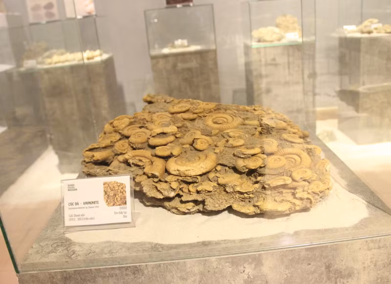 Hundreds of unique fossil specimens on display in Hue -0