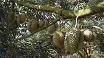 51 PUCs in Vietnam eligible for shipment of durian to China