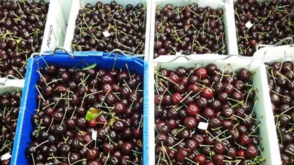 Cherries top sweet horticulture trade with Vietnam