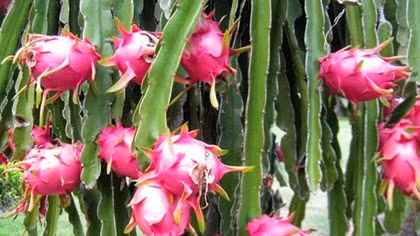 Vietnamese dragon fruits - one step closer to Australia