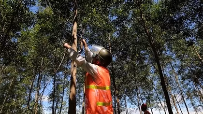 Promoting sustainable plantation forest management 