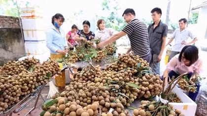 Vietnam focuses on fruit exports for higher value