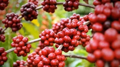 Product quality key to boosting coffee exports to North Europe
