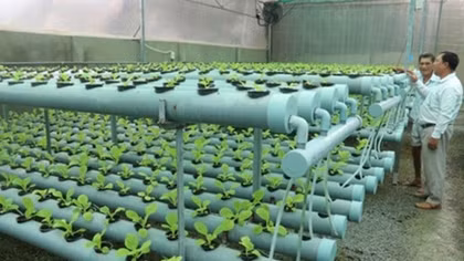 Restructuring helps form agricultural product categories
