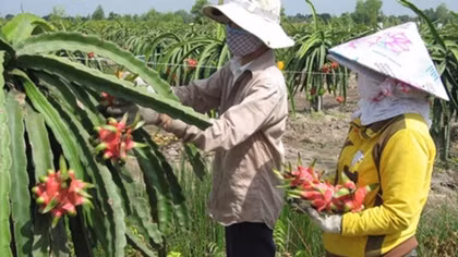 Branding agribusiness commodities for adding value