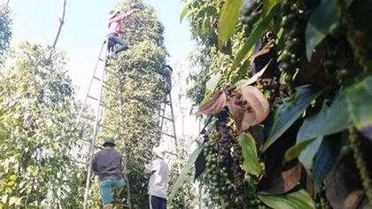 Vietnam at risk of losing pepper export markets due to high freight costs