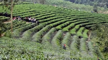 20,000 farmers join in int’l standard tea production