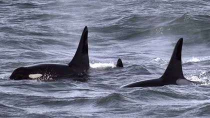 Dead Whale Shows Highest Pollutant Level Ever Seen by Scientists in an Animal