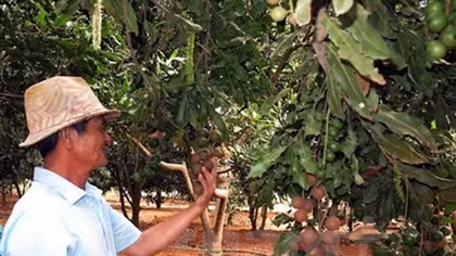 Central Highlands urged to ensure macadamia expansion efficiency