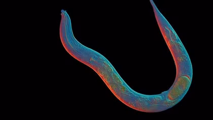 No Love For This Worm: Secret Longevity of 18-Million-Year Old Species Revealed
