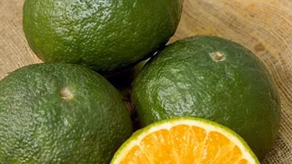 Opportunity arises for orange exports to Indonesia