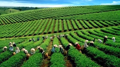 Farmers shifts to high-value perennial trees
