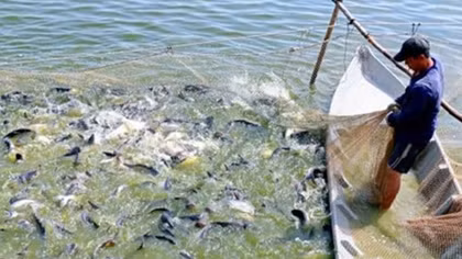 ID numbers for tra fish allow for trace of origin