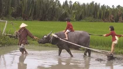 Buffalo tours in Hoi An prove a hit