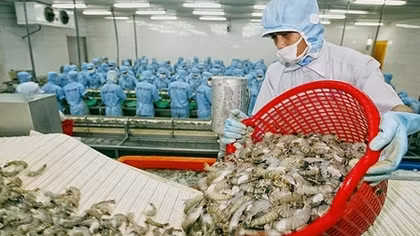 Local shrimp exports enjoy vigorous growth in second quarter