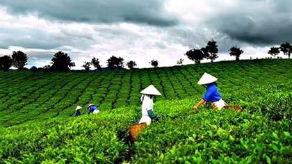 Local tea exports surge in first half