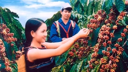 Coffee export reaches 1.79 million tonnes in 2016