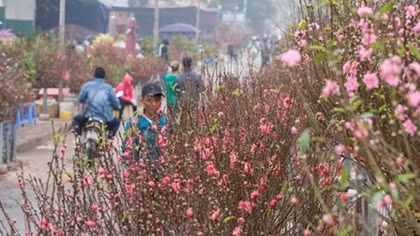 Spring flower markets to welcome Lunar New Year 
