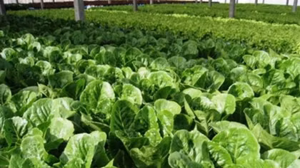 New strategy to develop national organic agriculture