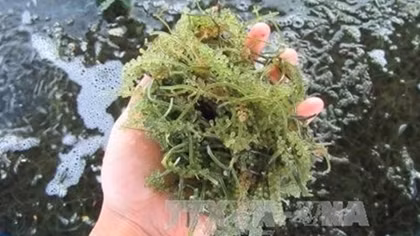 Ninh Thuan: sea grapes farming produces high profit