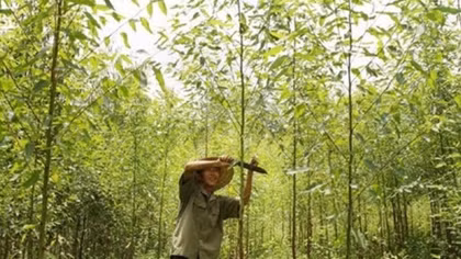 Land, forest allocation policy proves effective