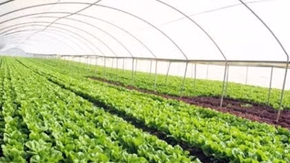 Quang Ninh calls for Japanese city’s investment in agriculture