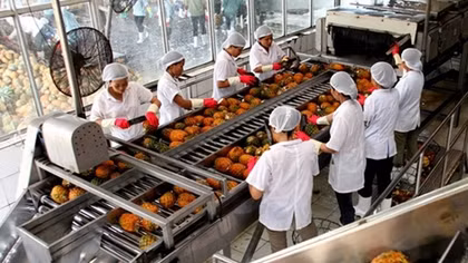 Vietnam, Netherlands seek to boost trading in fruits, vegetables